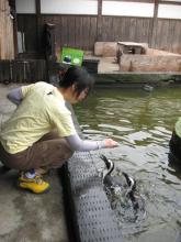 ペンギンに餌やり