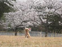 桜の木の下で